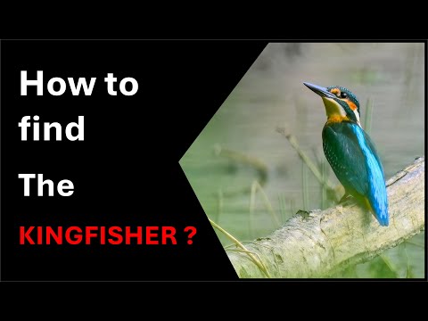 Видео: BIRD PHOTOGRAPHY VLOG, ЗИМОРОДОК. Почти вымершая птица в центральной Германии