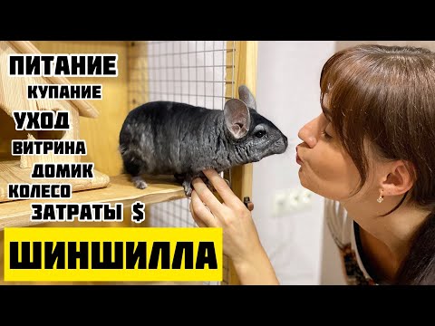 Видео: Шиншилла: уход, еда, купание, клетка, затраты и цена