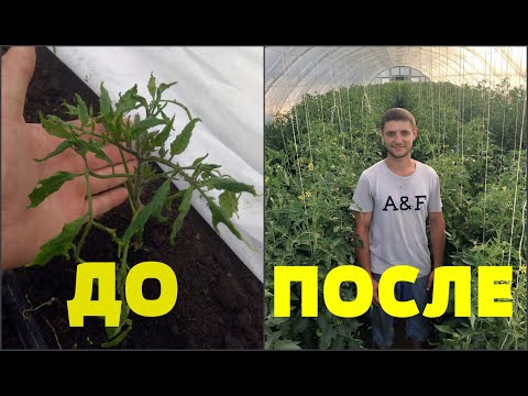 Видео: Победа над кучерявостью листьев томата!