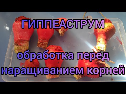 Видео: 22.03.21.Гиппеаструмы..обработка "Максимом" перед наращиванием корней.1 часть