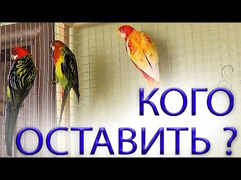 Видео: Розеллы СОСТАВЛЯЮ ПАРУ сложный выбор