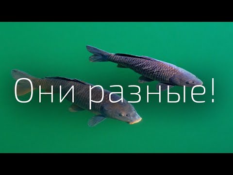 Видео: 2. Индивидуальность карпов