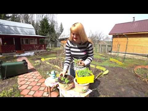 Видео: РАССАДА ЛОБЕЛИИ. ПОСАДКА В ГОРШКИ