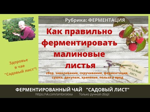 Видео: Ферментированный Чай ИЗ МАЛИНОВЫХ ЛИСТЬЕВ