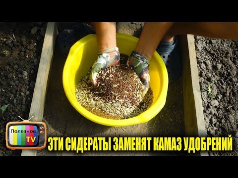 Видео: ЭТИ 3 СИДЕРАТА ЗАМЕНЯТ КАМАЗ УДОБРЕНИЙ! В СЕНТЯБРЕ ОБЯЗАТЕЛЬНО ПОСЕЙТЕ ИХ