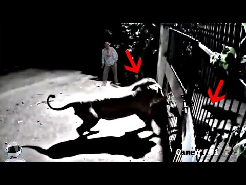 Видео: Это НУЖНО Видеть! Редкие Случаи с Животными, Снятые На Камеру