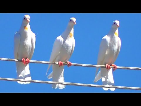 Видео: Ворона🤦‍♂️Малыш покрылся!