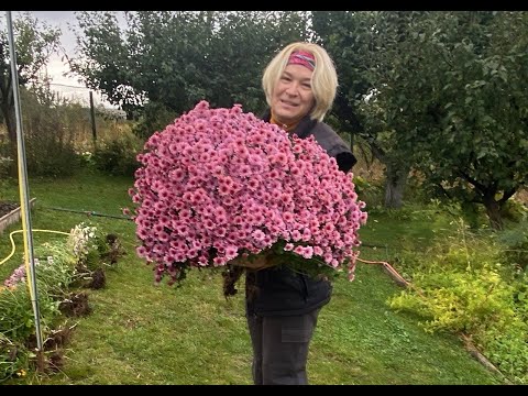 Видео: Всі кольори осені на городі! Каталог ранніх сортів хризантеми.