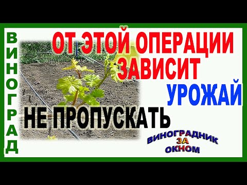 Видео: 🍇 Обязательно! Первая зеленая обломка винограда. Формируем  и нормируем кусты винограда.