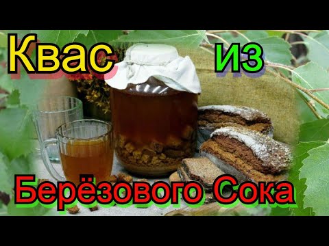 Видео: Квас из Берёзового Сока. Способы сбора берёзового сока.