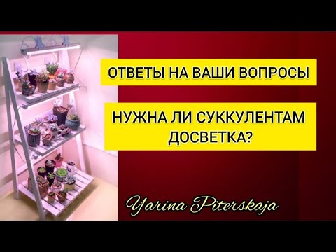 Видео: Нужна ли суккулентам досветка.