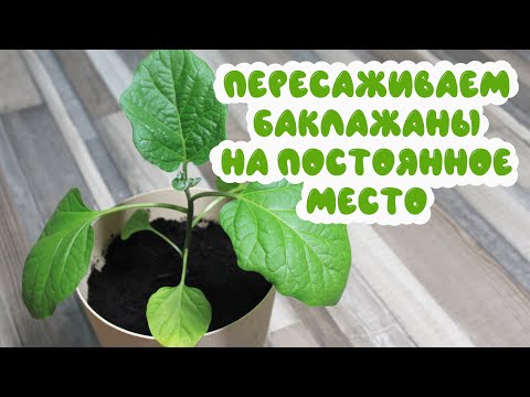 Видео: Выращиваем баклажаны на балконе: пересадка на постоянное место
