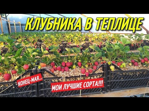 Видео: КЛУБНИКА В ТЕПЛИЦЕ,секрет большого урожая/ЛУЧШИЕ СОРТА КЛУБНИКИ!!!