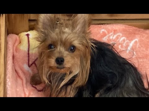 Видео: Искусственное вскармливание щенков первые две недели жизни/// причины