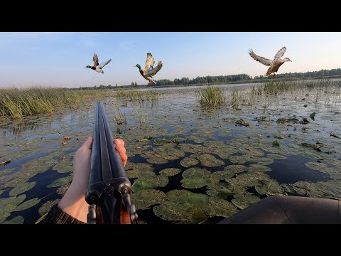Видео: Открытие охоты на утку 2022. Не густо и не пусто.