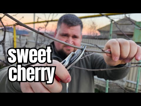 Видео: Эта обрезка черешни понятны даже ребенку.
