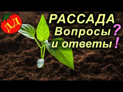 Видео: РАССАДА - ОШИБКИ ПРИ ВЫРАЩИВАНИИ