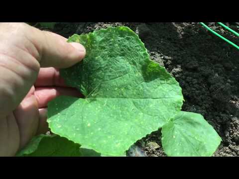 Видео: Вредители огурцов. Чем обработать.