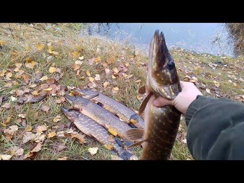 Видео: ХОРОШИЕ ЩУЧКИ НА ЖЕРЛИЦЫ / ГЛУХАЯ ОСЕНЬ