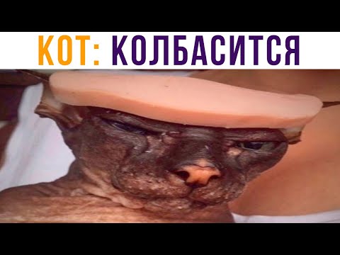Видео: КОТ (колбасится) Пххапхахаха))) Приколы с котами | Мемозг 661