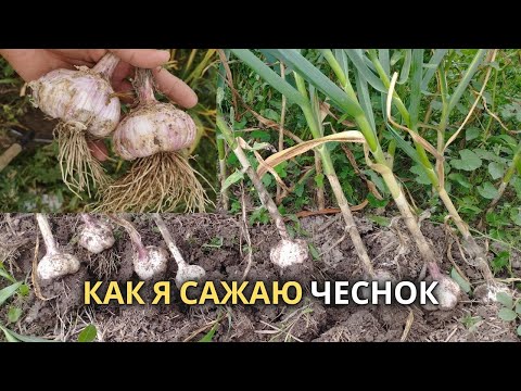 Видео: Посадка озимого Чеснока | так сажаю и получаю урожай каждый год