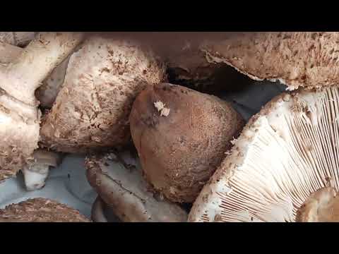 Видео: Грибной коп