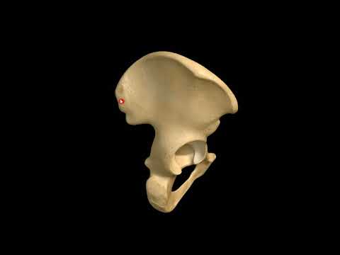 Видео: Кости нижней конечности