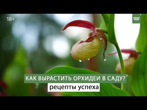 Видео: Как выращивать орхидеи - венерин башмачок. Простые секреты