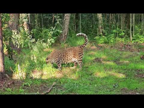 Видео: Леопард Без Лапки Первый раз гуляет в большом вольере!