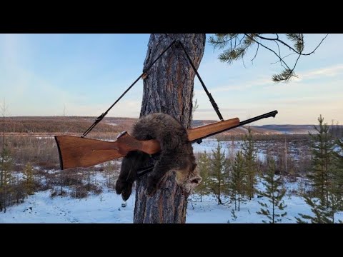 Видео: Охота на соболя с лайками. Второй день охоты на дальних угодьях. Обследуем новые места
