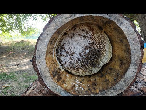 Видео: Самый настоящий мёд 🍯. Борть. Колода для пчел.