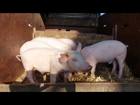 Видео: РИНОК ТВАРИН ПОВНИЙ ОГЛЯД . УСІ ЧАСТИНИ! #село #pig #люди #ринок #piggy 