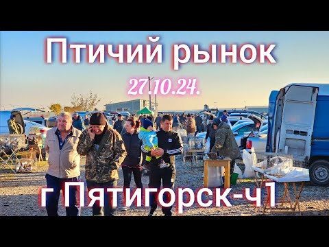 Видео: Голуби цены Птичий рынок г Пятигорск-ч1