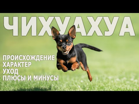 Видео: Чихуахуа. Особенности породы и интересные факты