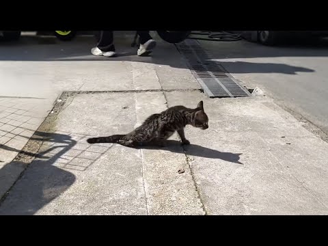 Видео: Да не хотела я тебя спасать! Просто смотреть на это сил не было!