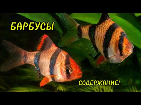 Видео: БАРБУСЫ 🐠 ЗАДИРА среди аквариумных рыбок ! содержание , уход , разведение ! 🐠