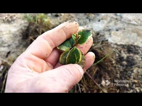 Видео: Барвінок варієгатний. Як  його можна використати.