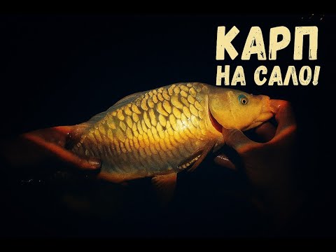 Видео: Поймал ЗЕРКАЛЬНОГО КАРПА на САЛО С ЧЕСНОКОМ на донку КРОКОДИЛ