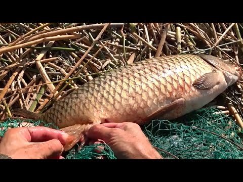 Видео: ДИКИЕ САЗАНЫ НА РАКУШКУ И ЧЕРВЯ - РЫБАЛКА НА РЕКЕ НА ПРОСТЫЕ СНАСТИ