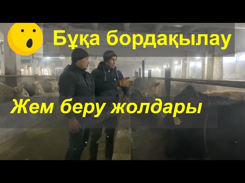 Видео: 11 жыл мал бордақылаған тәжірибиелі маманнан кеңес 🤓