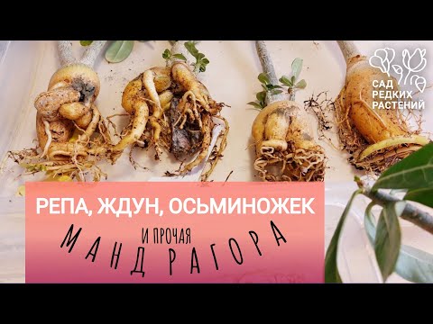 Видео: Сто адениумов и одна ункарина. Формирование корней и каудекса суккулентных растений