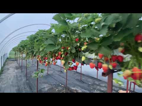 Видео: Ранни Ягоди сорт Вибрант във фаза на пълно плододаване 10.05.2021