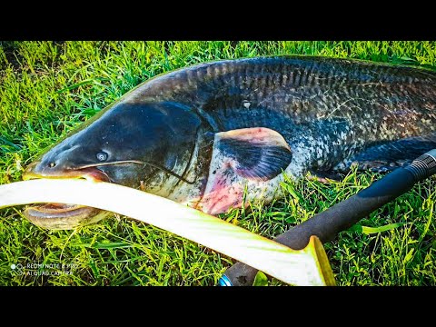 Видео: Сом, Ловля сома, Квок, квок на сома, Рыбалка 2021, Рыбалка видео, Catfish