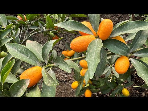 Видео: Цитрусите в градината на бай Тошо | Март 2024