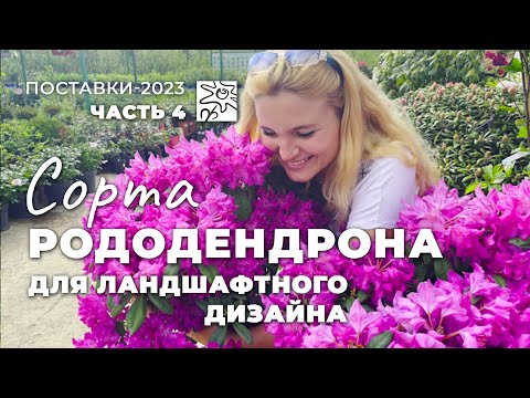Видео: Сорта рододендрона в Ромашкино Парк