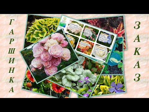 Видео: Хотелки из ГАРШИНКИ. Заказ саженцев на весну 2022г.