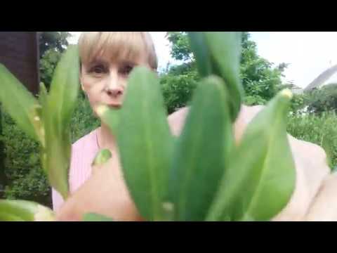 Видео: Самшитова вогнівка. Як боротися і здолати