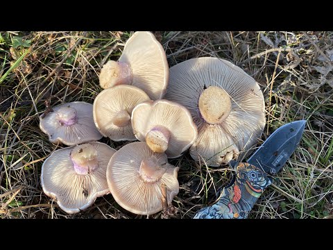 Видео: Синеножка и мышата, зимний сбор. 14 декабря, а грибы не заканчиваются 💪