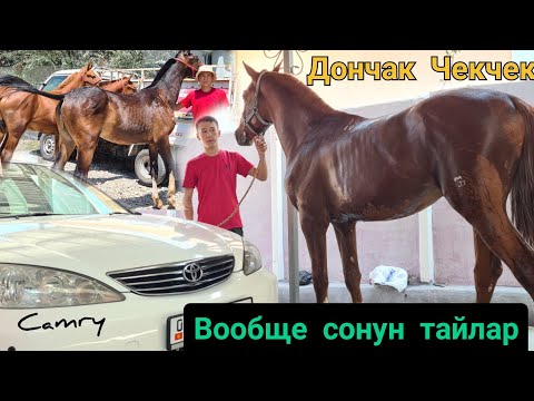 Видео: мощный ТАЙЛАР Камбарда 😱 дончактын кучтуусу болотурган тайлар👍