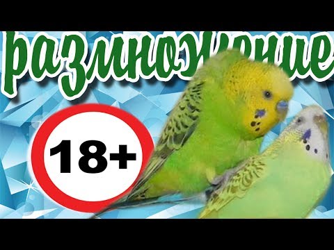 Видео: КАК РАЗМНОЖАТЬ ВОЛНИСТЫХ ПОПУГАЙЧИКОВ КАК ПОДОБРАТЬ ПАРУ ДУПЛЯНКА ПТЕНЦЫ ВОЛНИСТЫХ ПОПУГАЕВ